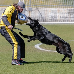 Защитный костюм для дрессировки немецкой овчарки «Training force»